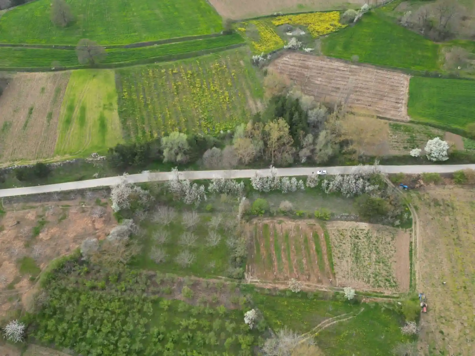 Geyve Yaylak’ta Asfalt Yola Cephe Verimli Meyve Bahçesi - 1.651 m² Müstakil Tapu - Görsel 4