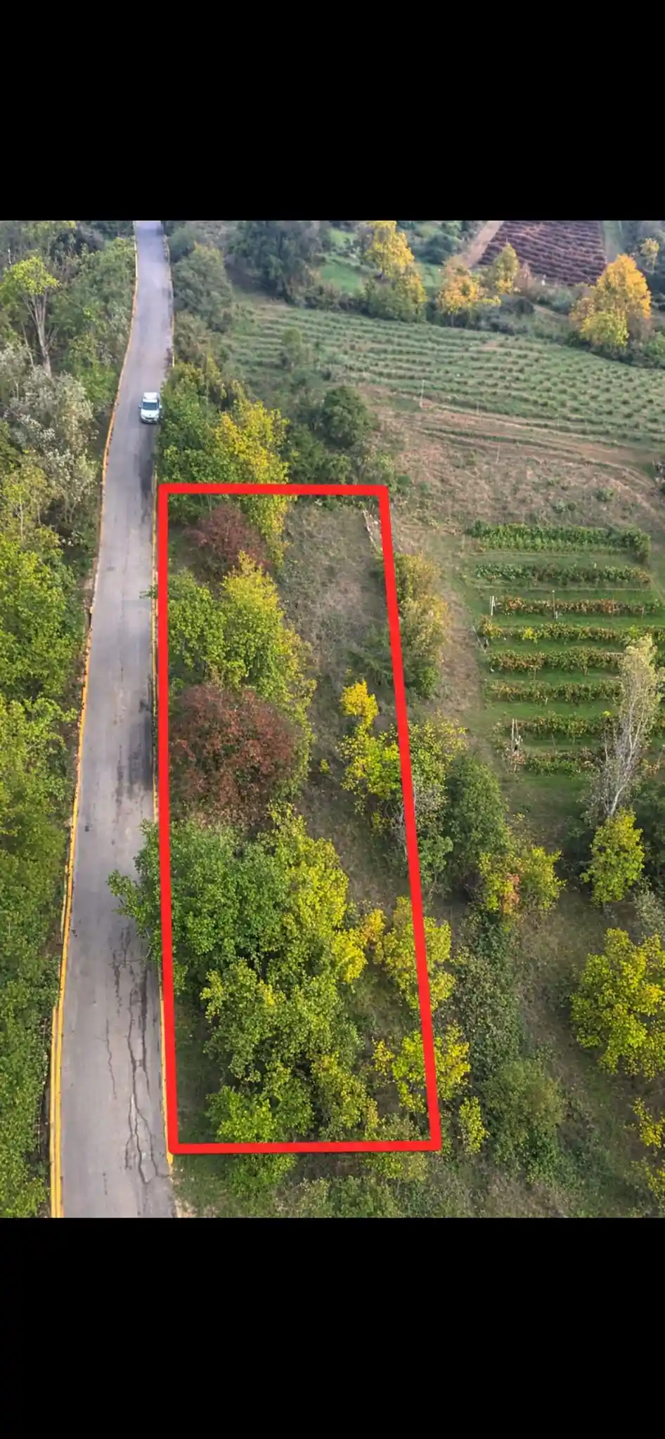 Geyve Yaylak’ta Asfalt Yola Cephe Verimli Meyve Bahçesi - 1.651 m² Müstakil Tapu - Görsel 3