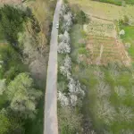 Geyve Yaylak’ta Asfalt Yola Cephe Verimli Meyve Bahçesi - 1.651 m² Müstakil Tapu