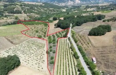 [ACİL] Geyve Çukurköy Satılık 24 Dönüm Meyve Bahçesi | 3 Ayrı Tapu Fırsatı